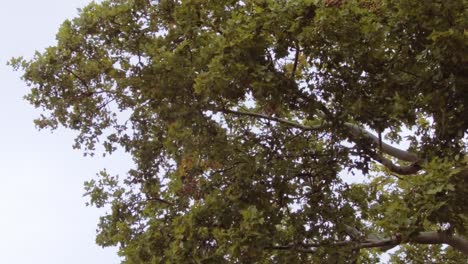 close up of an oak