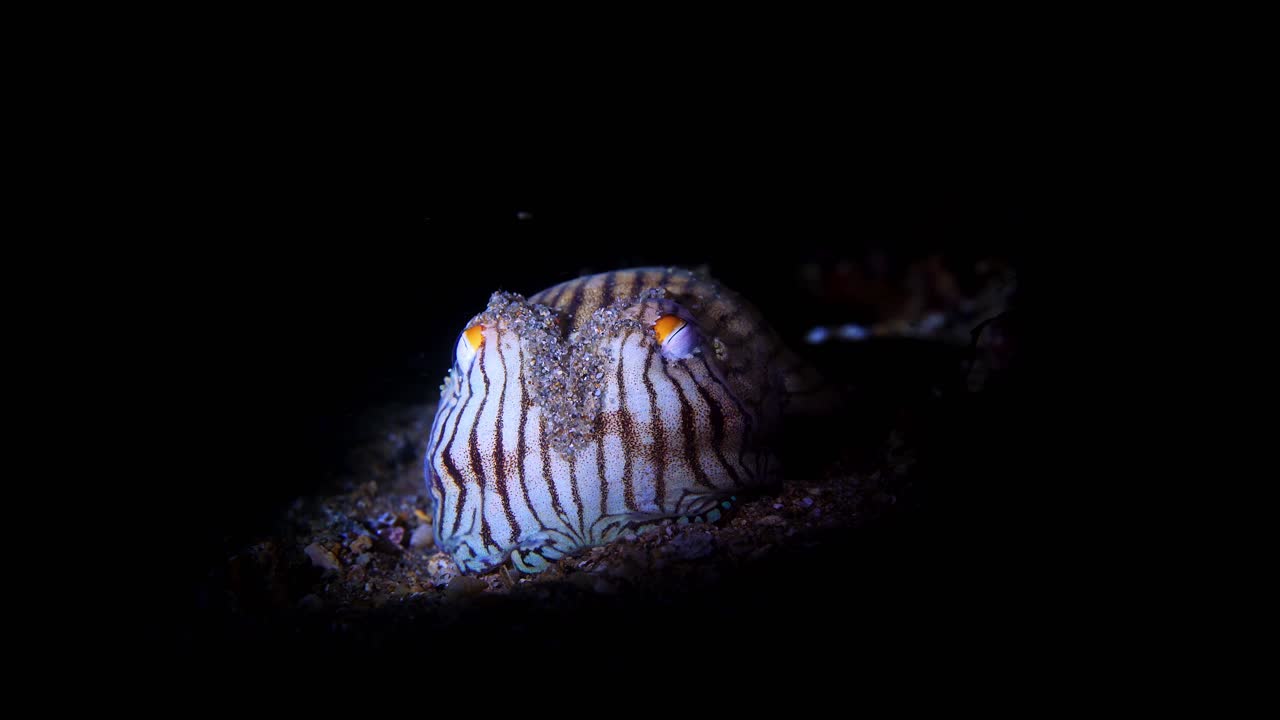 Striped Pyjama Squid Sepioloidea lineolata 4k 25fps