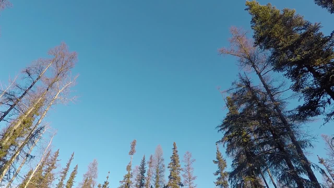 Pov shot walking and looking up on sitka spruce trees, on a sunny, winter day, in Yukon, Canada