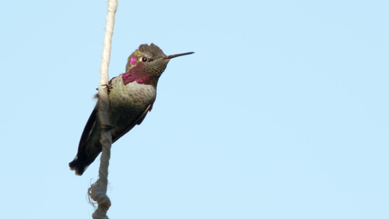 el colibrí colgando de una cuerda con plumas rosadas toma vuelo