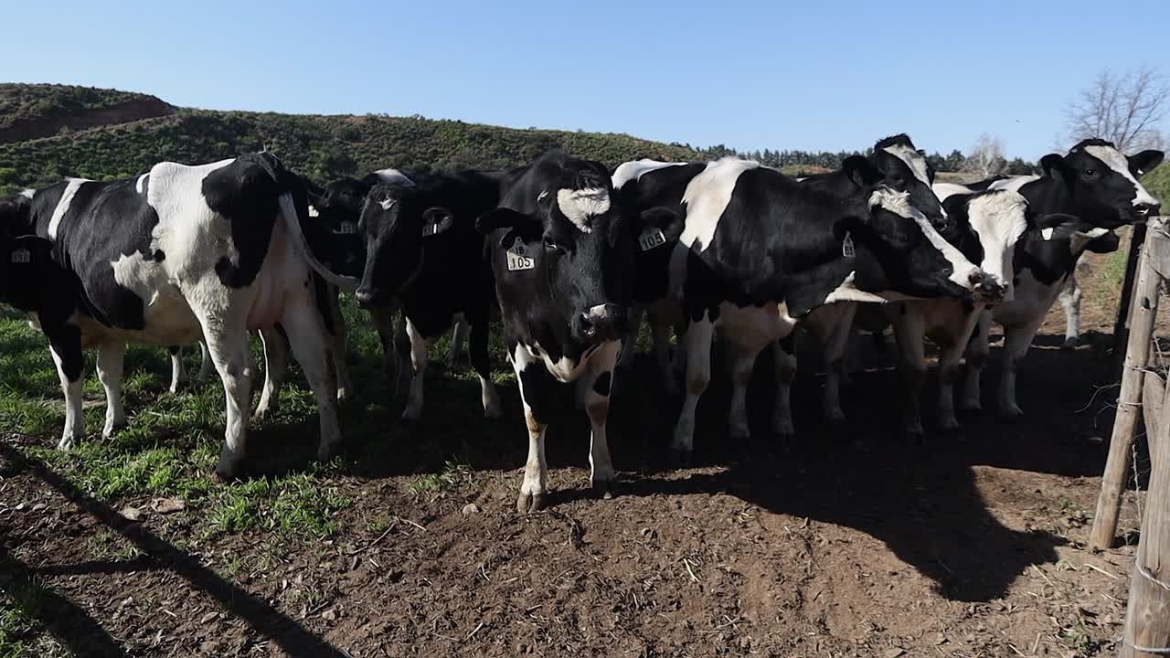 Holstein diary cows line up by pasture fence, looking at camera