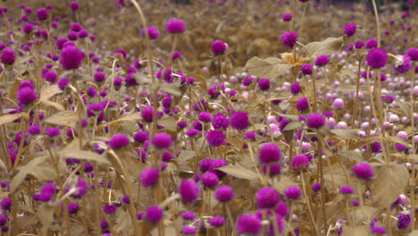 Wind-blowing-beautiful-purple-Globe-amaranth-flowers-in-the-garden