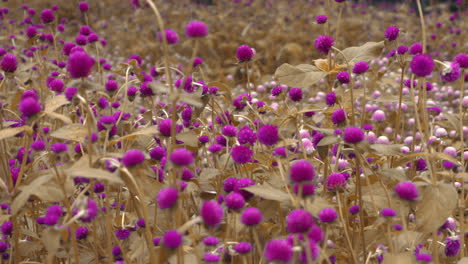 Wind-Weht-Schöne-Lila-Amaranth-Blüten-Im-Garten