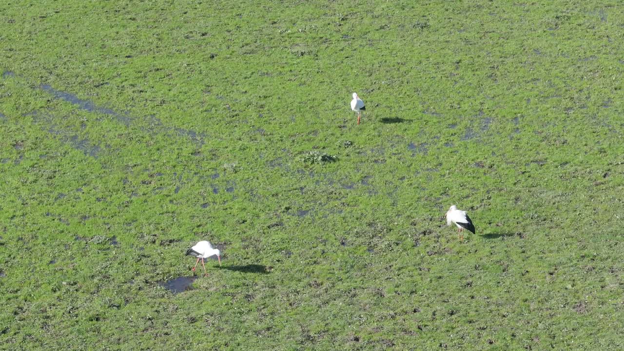 물로 가득 찬 초원에서 세 마리의 호랑이를 보여주는 드론으로 도 비행