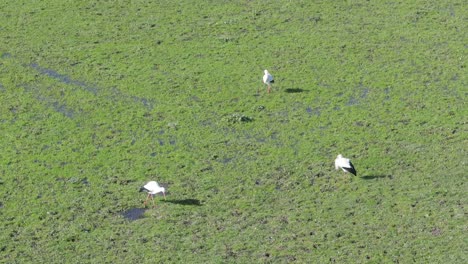 Vuelo-Orbital-Con-Un-Dron-Que-Muestra-Tres-Cigüeñas-En-Un-Prado-Inundado-De-Agua.