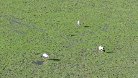 vuelo orbital con un dron que muestra tres cigüeñas en un prado inundado de agua