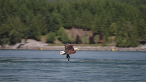 an eagle flying in british columbia canada over the ocean looking for fish