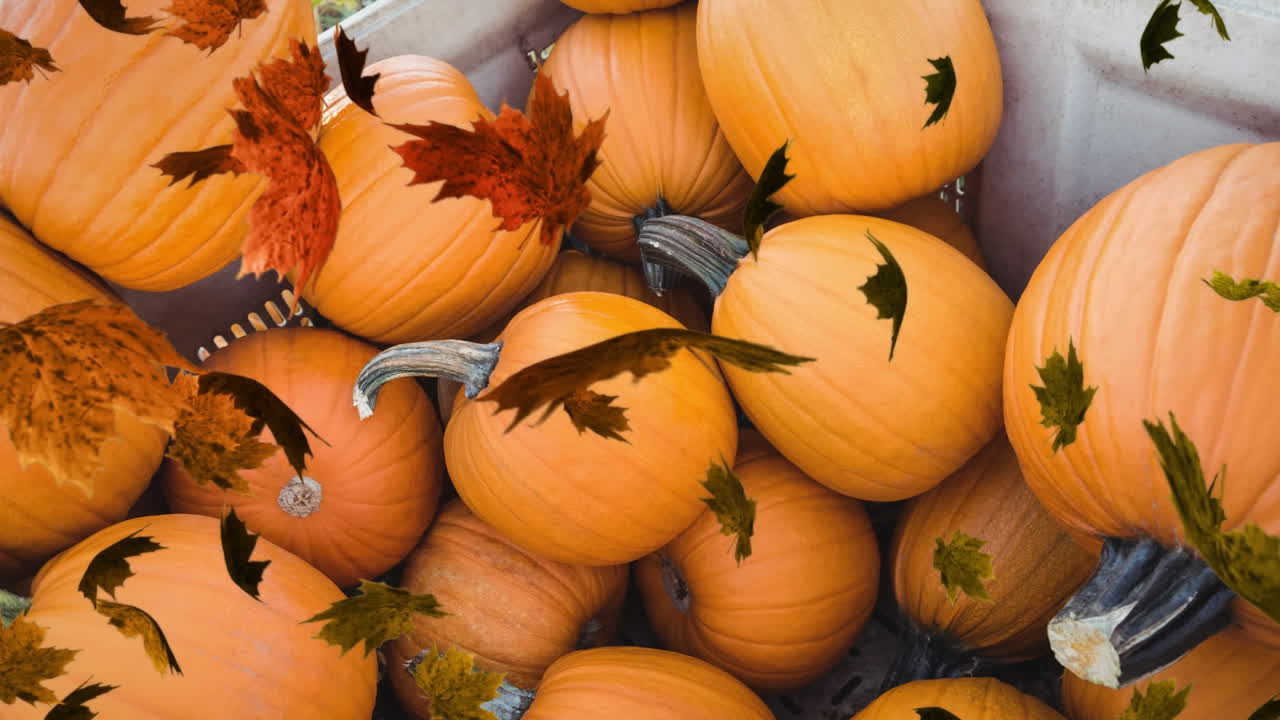 animación de las hojas de otoño que caen sobre el campo de calabazas