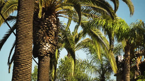 tropical palm trees in light wind on sunny day in los angeles