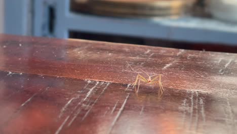 insecto asesino de saltamontes zelus renardii vista en primer plano caminando por el interior de la mesa de madera detallado espeluznante