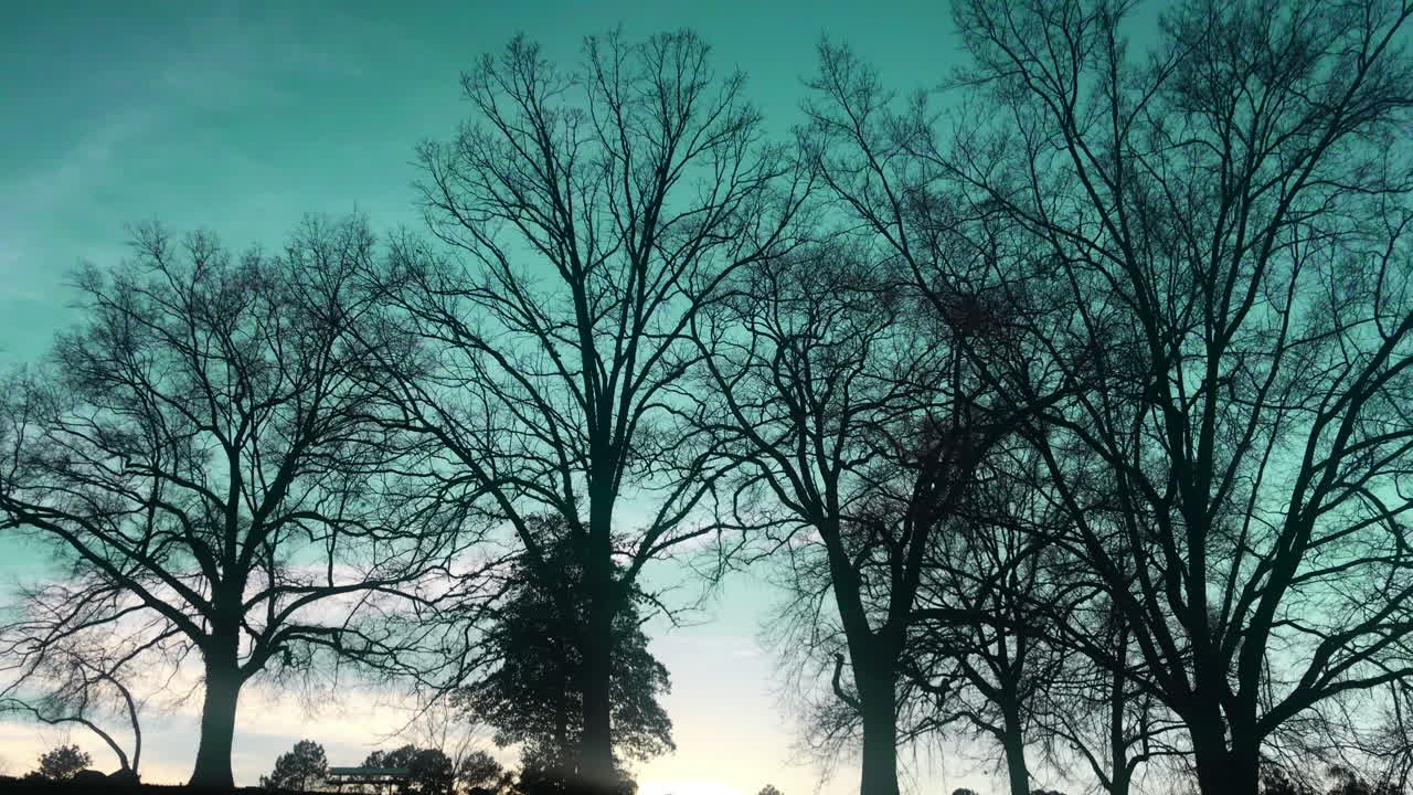 Diskret panorering af tørre træer med turkis himmel.