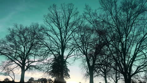 subtle pan of dried trees with teal sky