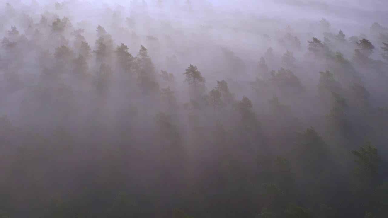 안개 숲의 해가 뜨는 것