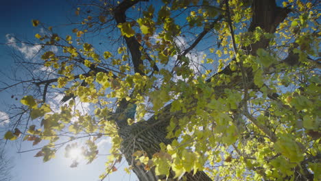 Hojas-De-árbol-En-Cámara-Lenta-Revoloteando-En-La-Brisa-De-Verano-En-Un-Día-Soleado-Con-Cielo-Azul