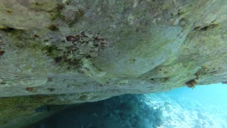 arco iris peces coloridos nadando en los arrecifes cueva submarina del mar mediterráneo cerca de aguas poco profundas y se jacta