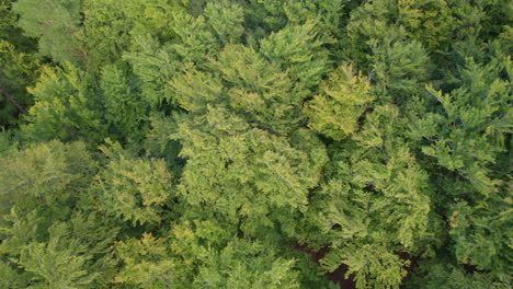 Ascending-shot-of-dense-green-forest-trees-lighting-in-sun-during-peaceful-vibes