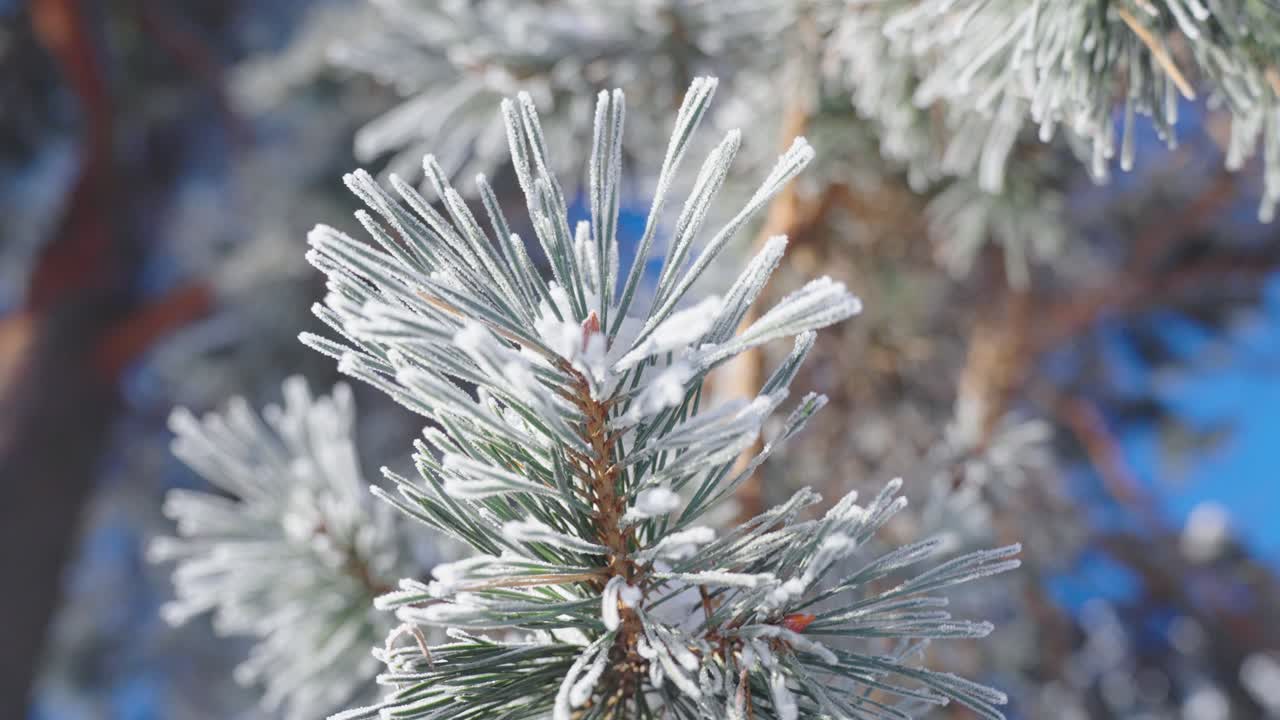 Makrodetalje nærbillede af frostklar frossen grangren, cirkulær panorering, dag