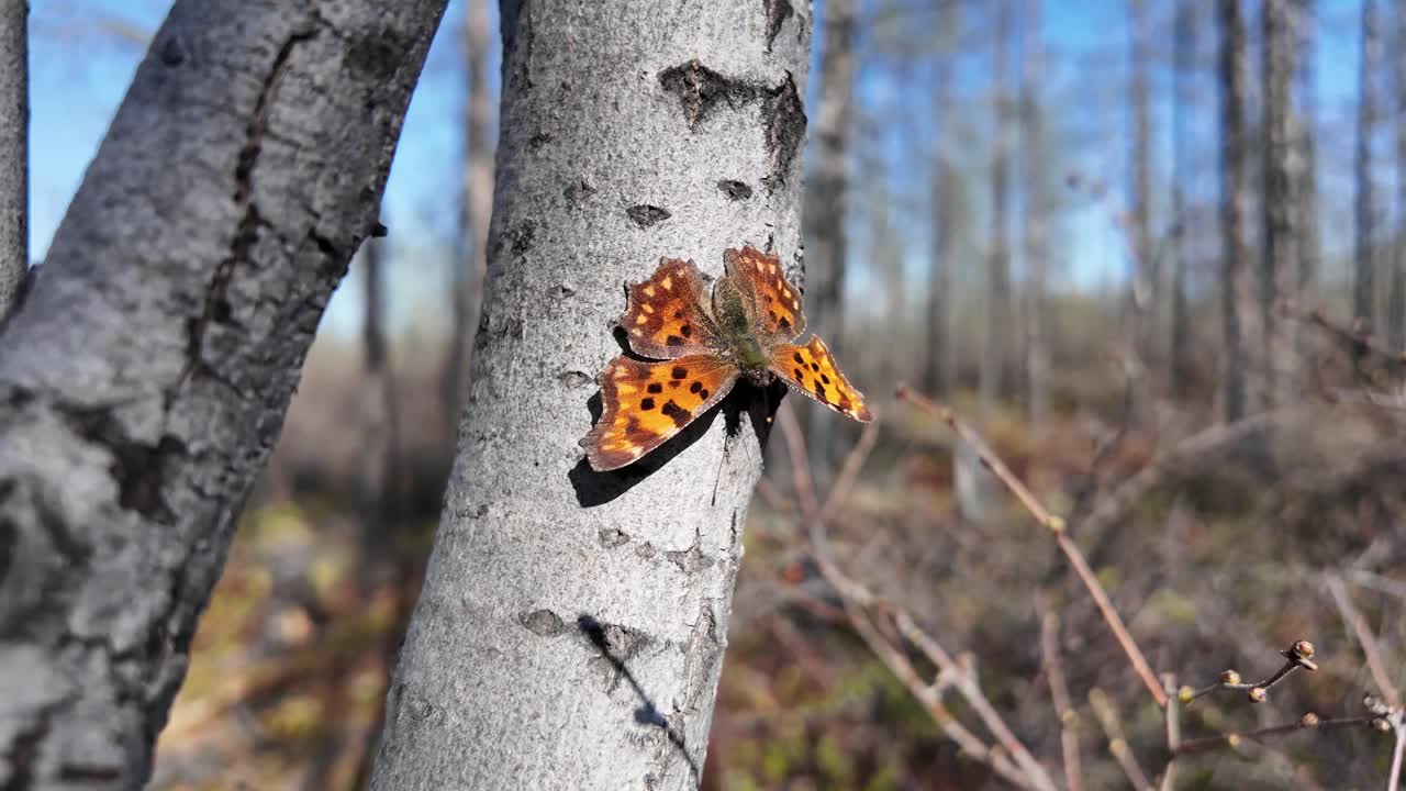 una vibrante mariposa naranja con alas manchadas descansa en la corteza de un árbol, rodeada por un bosque tranquilo en una mañana soleada