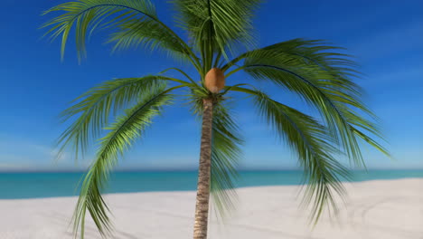 coconut falling from palm tree on tropical beach