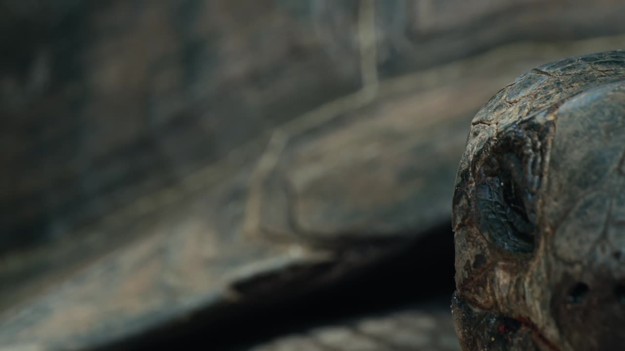 serena tortuga antigua con escamas cubiertas de barro seco y polvo mirando a su alrededor distraído en ultra primer plano en la luz solar natural y el hábitat natural