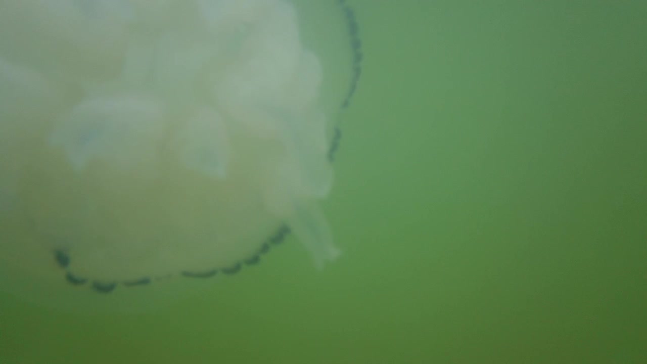 Jellyfish underwater at sea. Species of jellyfish Rhizostoma pulmo.
