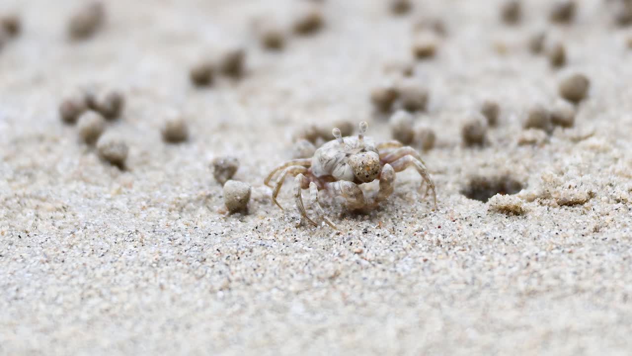 un cangrejo fantasma se mueve en la playa de arena