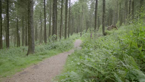Waldweg-Mit-Farnen,-Die-Sich-Sanft-Im-Wind-Bewegen,-Zeitlupe,-Englische-Landschaft,-Lancashire,-Vereinigtes-Königreich,-Sony-FX30