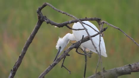 egret-chilling-on-pond-uhd-mp4-4k.