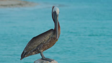 Disparo-De-Bloqueo-De-Pelícano-Mientras-Se-Posa-En-El-Muelle,-Acicalamiento-De-Aves