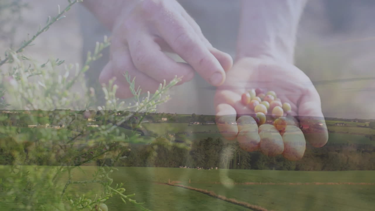 hands picking yellow berries in farm agriculture scene, showing animated yield chart and data icons
