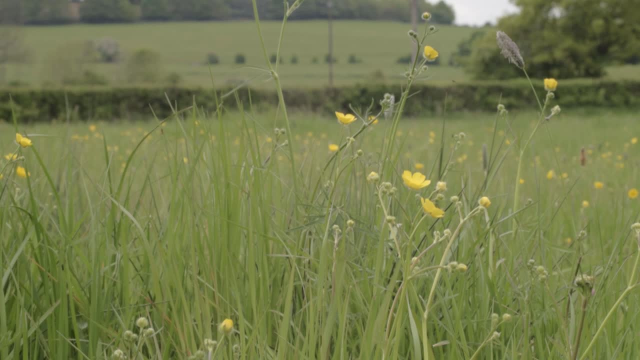 Buttercup wild flowers in rural meadow wide landscape tilting shot