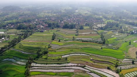 interminables campos de arroz en las llanuras de indonesia, vista aérea de drones a gran altura