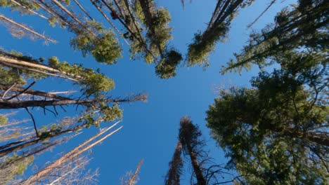 looking up at the tall trees while hiking through the forest