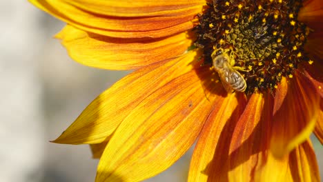 en el girasol de cerca abeja