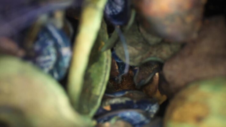 Slowly moving out of a vase of colorful potpourri pieces as they cascade past the lens