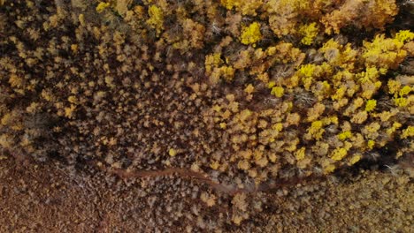 slow rising aerial looking down on beautiful autumn trees next to river