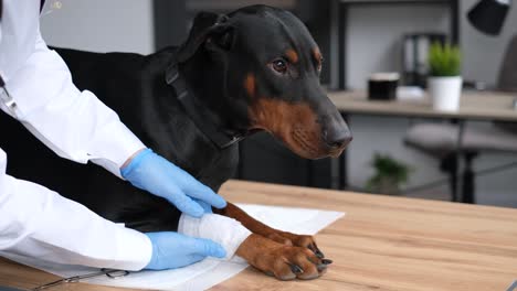veterinarian treating a dog's paw