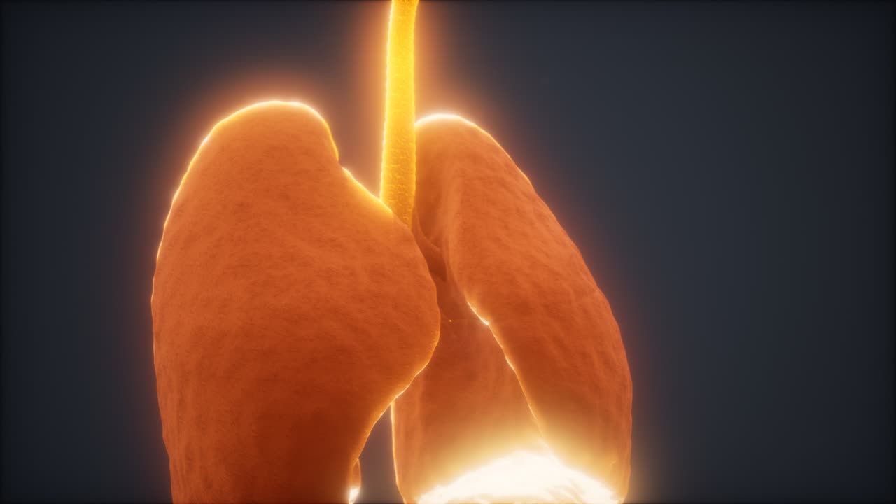 animación en 3d de los pulmones humanos