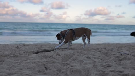 perro jugando con un palo gigante en la playa mientras otro perro cava un hoyo