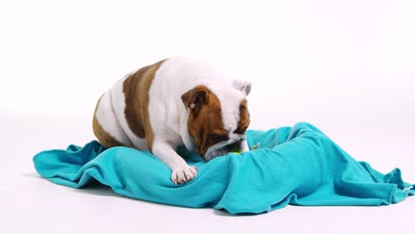 british bulldog playing with ball in dog bed, shot on r3d