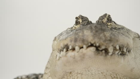 tiro de ángulo bajo de cocodrilo amenazante