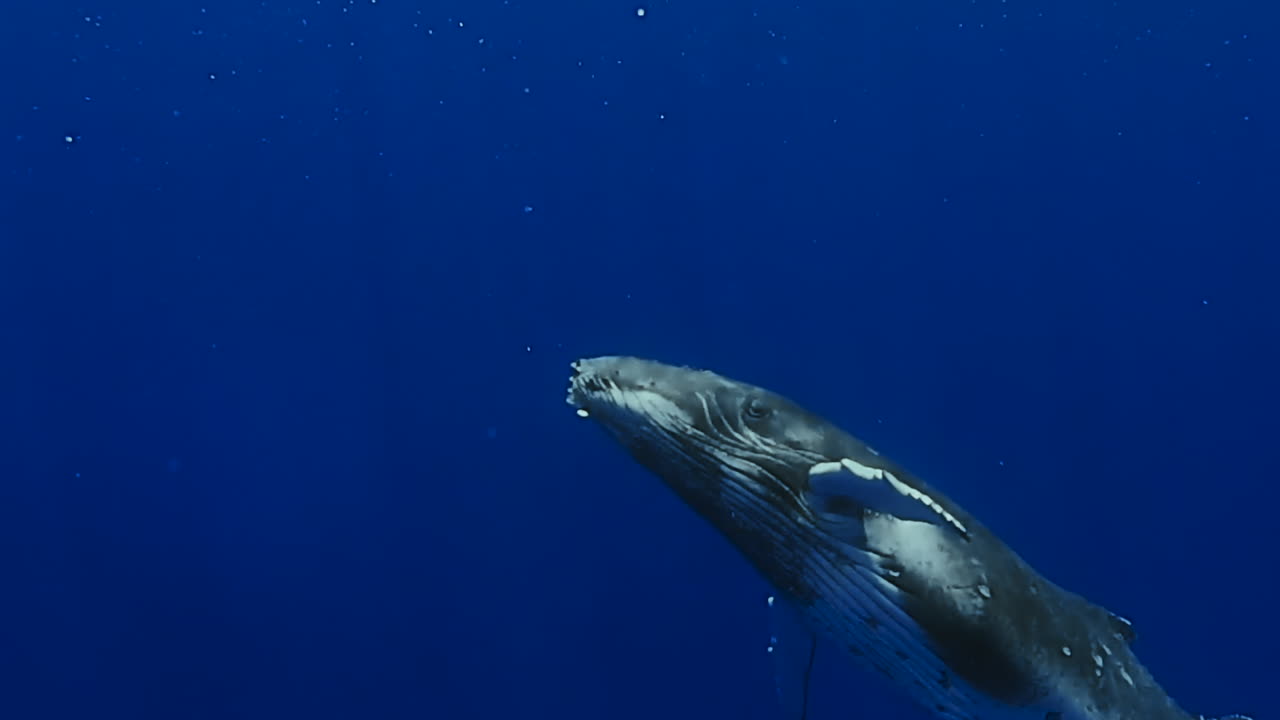 Humpback whale spins in deep blue water before surfacing for air. Slow motion.