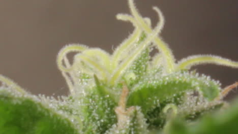 zooming in on a green female indica flowered marijuana apical bud with visible pistils and milky trichomes