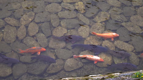 Peces-Koi-Peces-Nadando-En-El-Río-Durante-El-Día