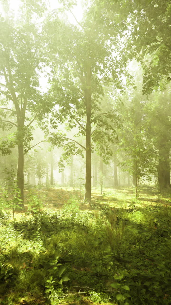 빛은 조용한 숲에서 높은 나무들을 통해 필터링됩니다.