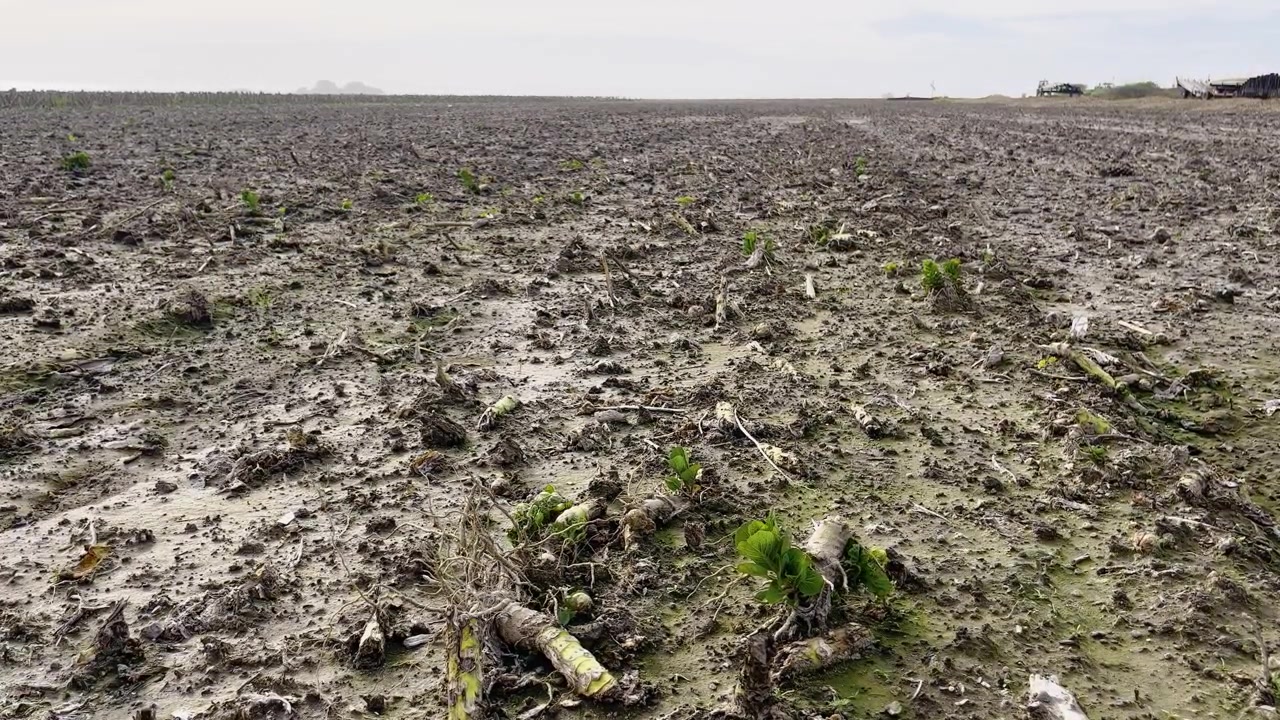 Brussels sprout field stretches across muddy ground under a pale California sky