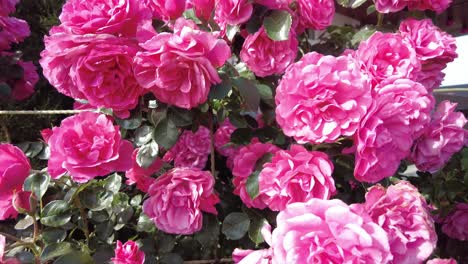 Eine-Nahaufnahme-Eines-Busches-Mit-Wunderschönen-Rosa-Rosen,-Die-An-Einem-Sonnigen-Tag-Im-Garten-Blühen