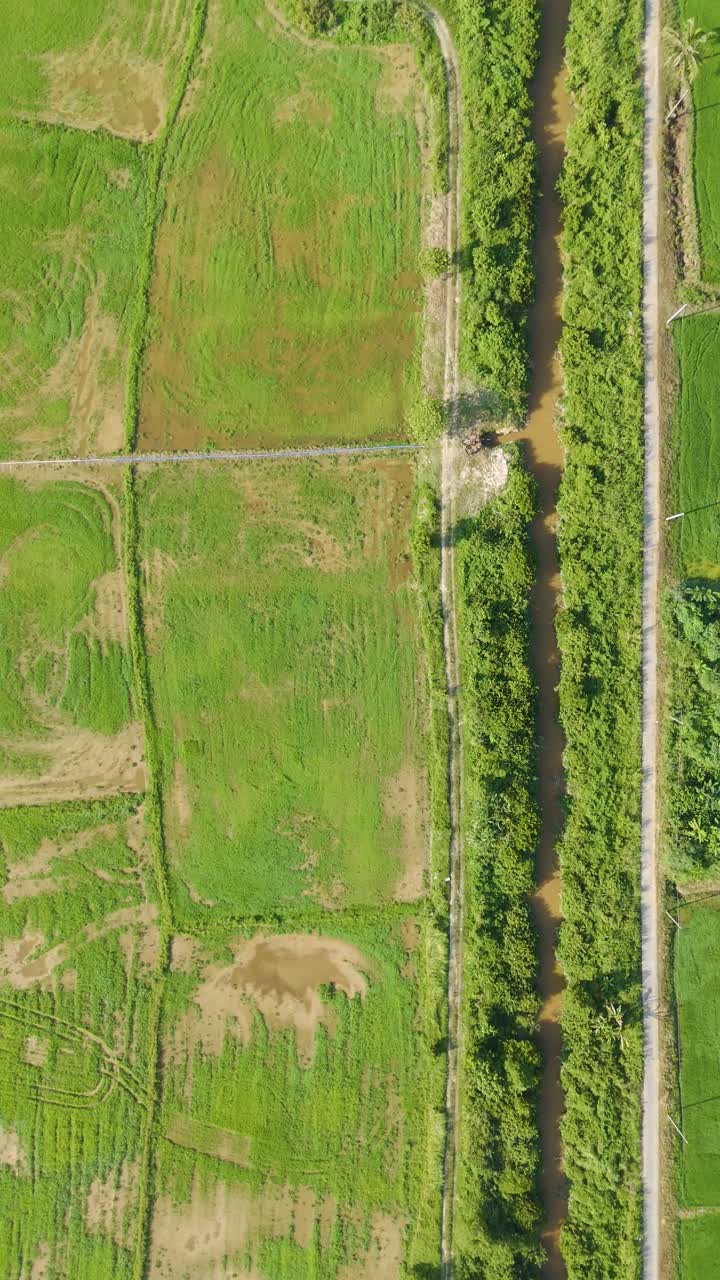 Vertical aerial: rice field during the day in Kota Bharu, state of Kelantan, Malaysia, top-down drone shot