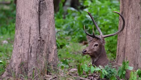 Der-Eldhirsch-Ist-Aufgrund-Von-Lebensraumverlust-Und-Jagd-Eine-Vom-Aussterben-Bedrohte-Art