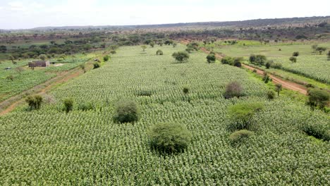 Drone-flying-in-farms-in-kilimanjaro-slopes--Green-Kenya-farms,-poor-settlement-africa-aerial-agronomic-plantation